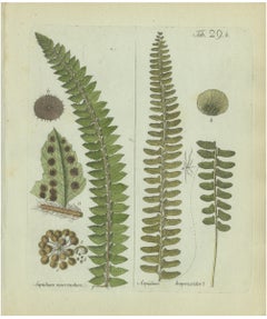 Antique Hand-Colored Fern Engraving by Schkuhr, Aspidium mucronatum, 1806-1809