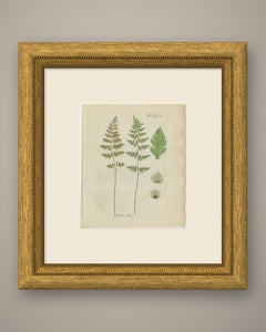 Antique Hand-Colored Fern Engraving by Schkuhr, Aspidium tenue, 1806-1809