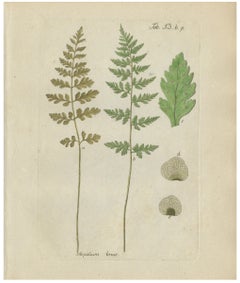 Antique Hand-Colored Fern Engraving by Schkuhr, Aspidium tenue, 1806-1809