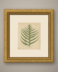 Antique Hand-Colored Fern Engraving by Schkuhr, Pteris comans, 1806-1809