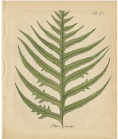 Antique Hand-Colored Fern Engraving by Schkuhr, Pteris comans, 1806-1809