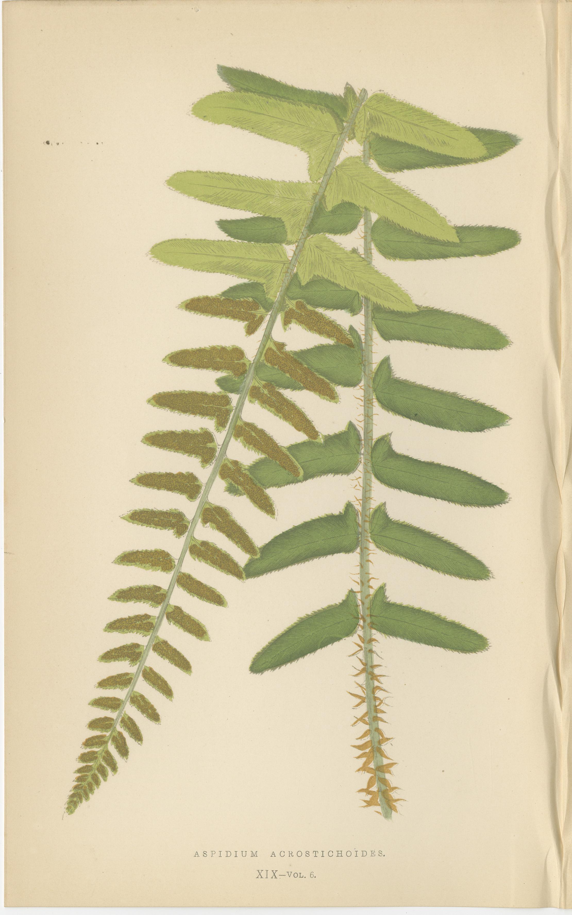 Antike handkolorierte Farndrucke - Aspidium Acrostichoides, Cristatum, und Rigidum - Botanische Kunst des 19.

Dieser wunderschöne Satz von drei antiken, handkolorierten Farndrucken zeigt die komplizierten Details von drei verschiedenen Arten der