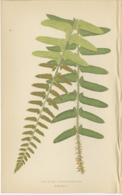 Antique Hand-Colored Fern Prints - Aspidium Acrostichoides, Cristatum, Rigidum