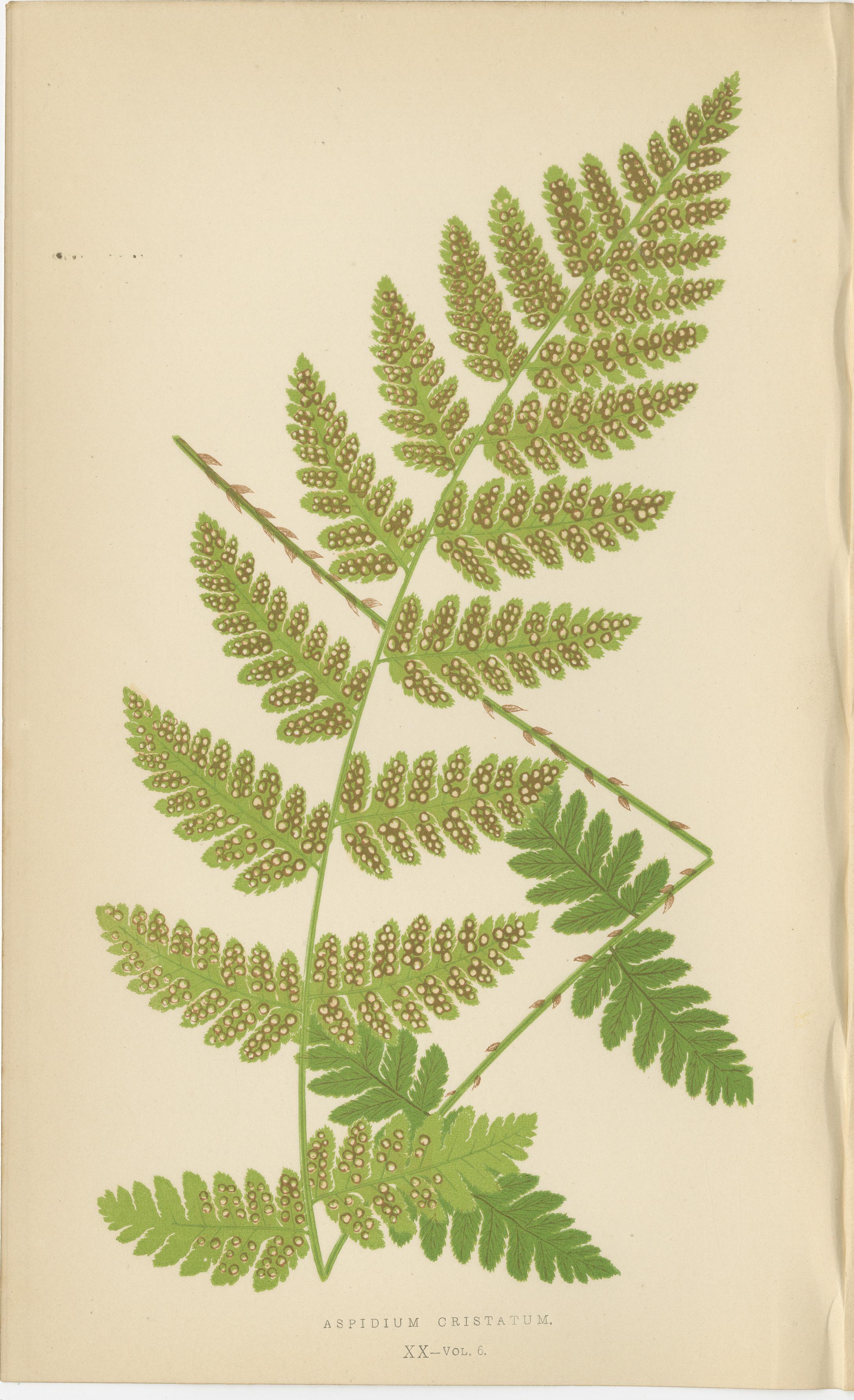 Antike handkolorierte Farndrucke - Aspidium Acrostichoides, Cristatum, Rigidum im Zustand „Gut“ im Angebot in Langweer, NL