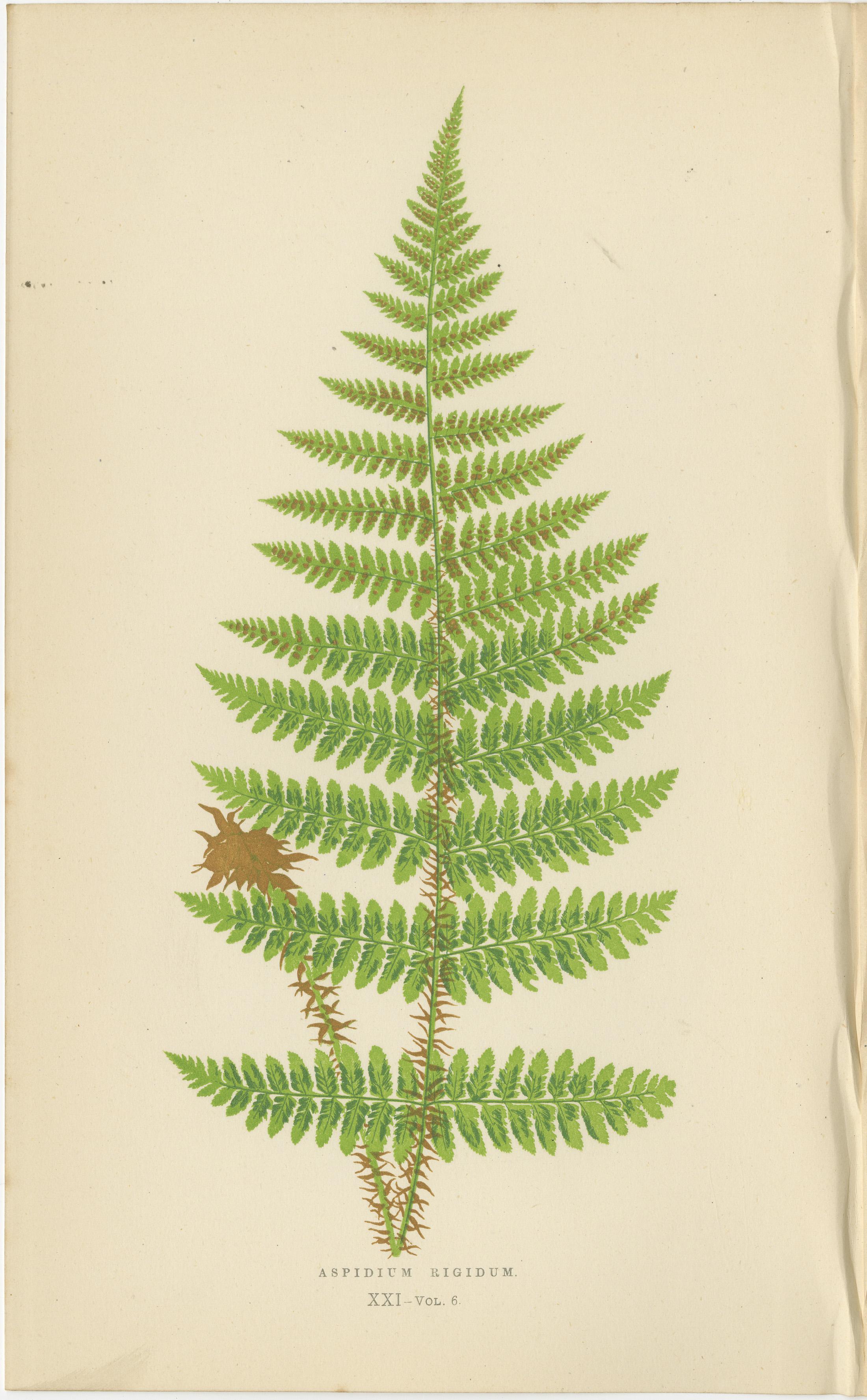 Antike handkolorierte Farndrucke - Aspidium Acrostichoides, Cristatum, Rigidum (Mittleres 19. Jahrhundert) im Angebot