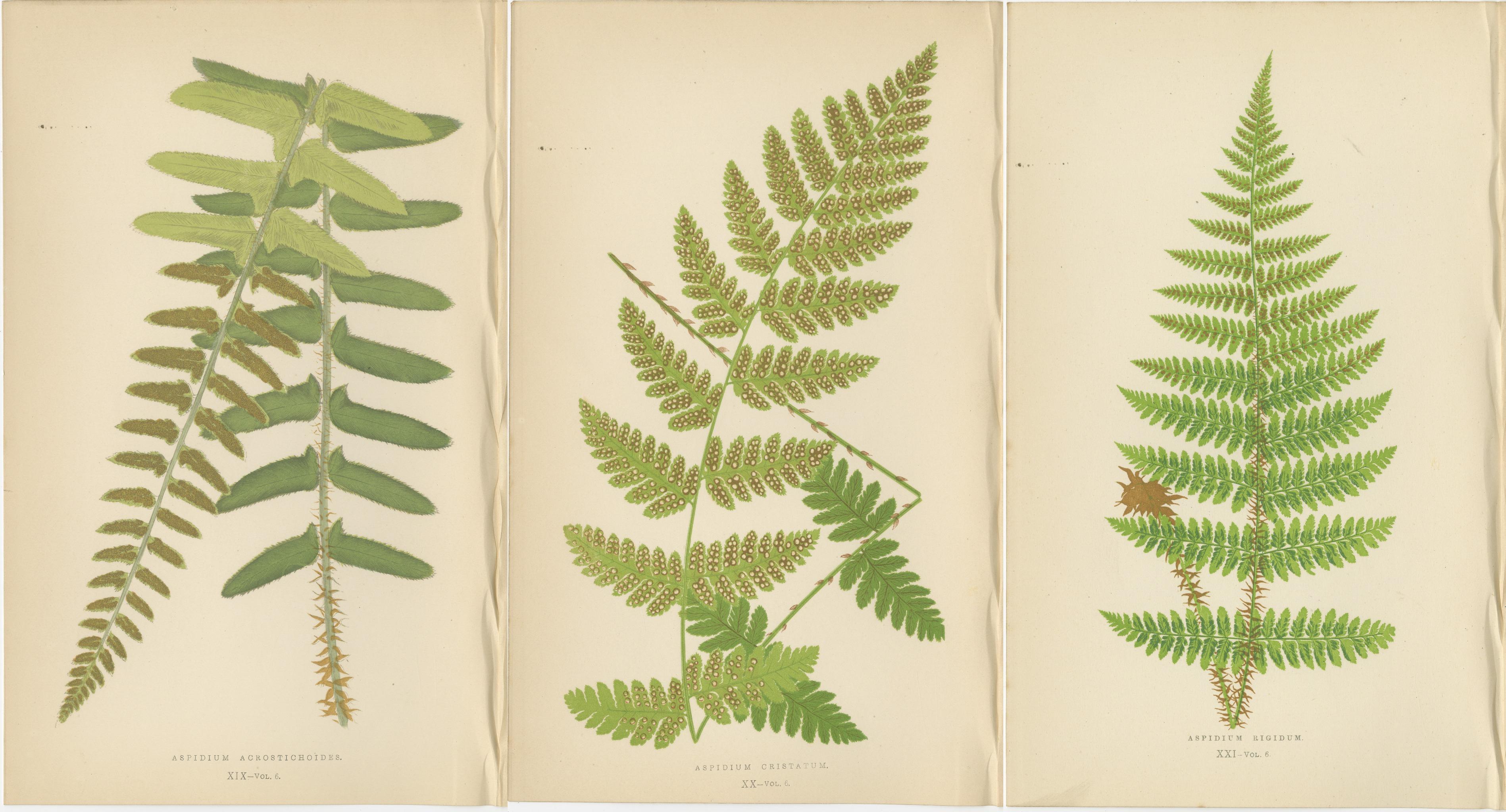 Antike handkolorierte Farndrucke - Aspidium Acrostichoides, Cristatum, Rigidum (Papier) im Angebot