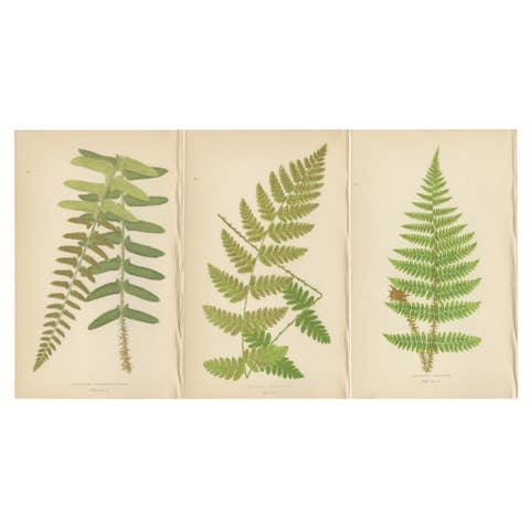 Antique Hand-Colored Fern Prints - Aspidium Acrostichoides, Cristatum, Rigidum