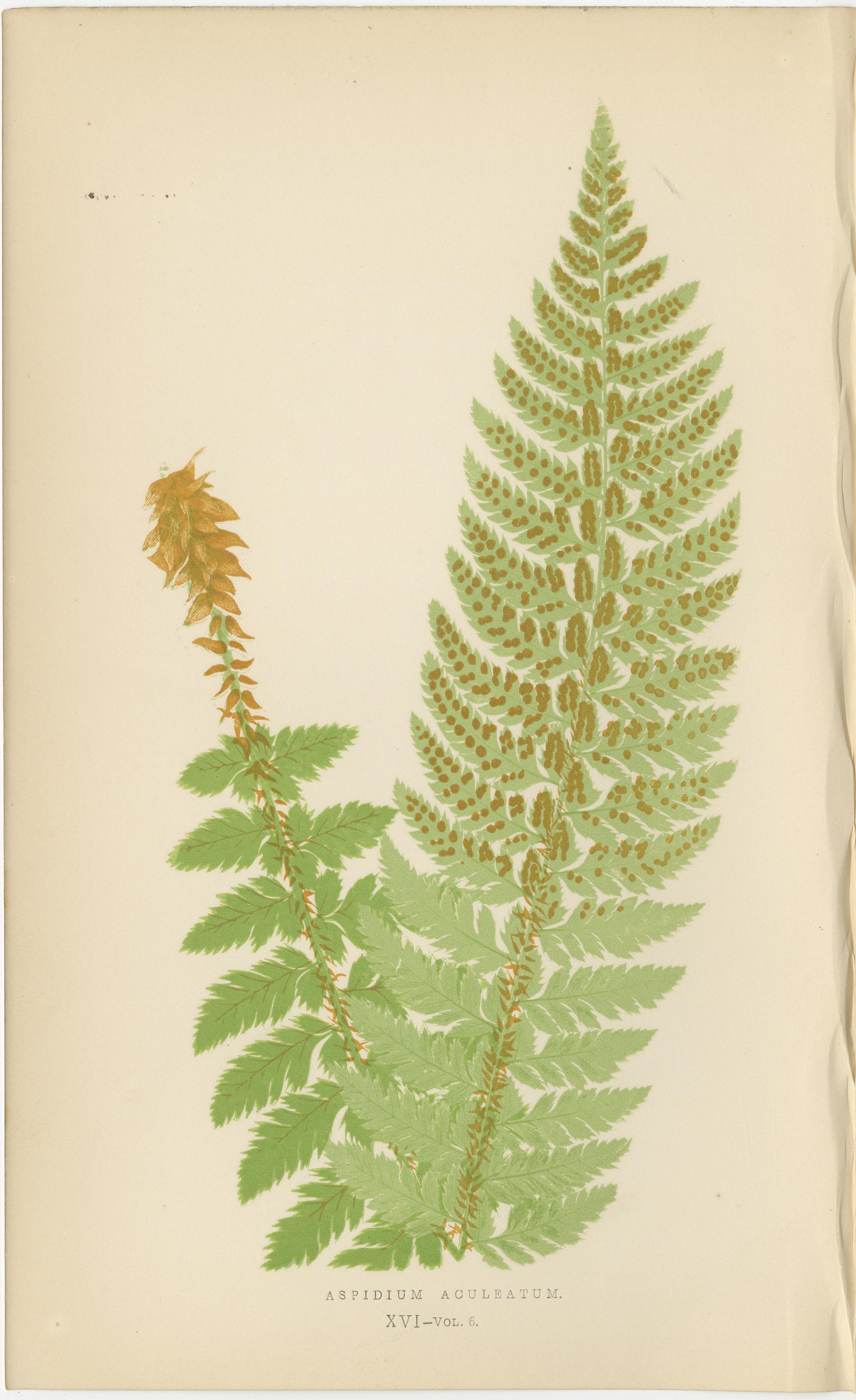 Antike handkolorierte Farndrucke - Aspidium Aculeatum, Oreopteris und Thelypteris - Botanische Kunst des 19.

Beschreibung:  Dieser seltene Satz von drei handkolorierten antiken Farndrucken zeigt detaillierte und lebendige Illustrationen