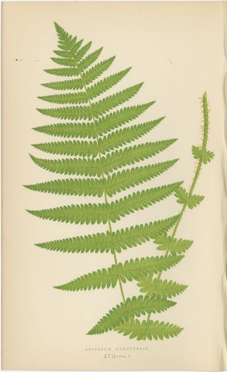 Antique Hand-Colored Fern Prints - Aspidium Aculeatum, Oreopteris & Thelypteris, view 3