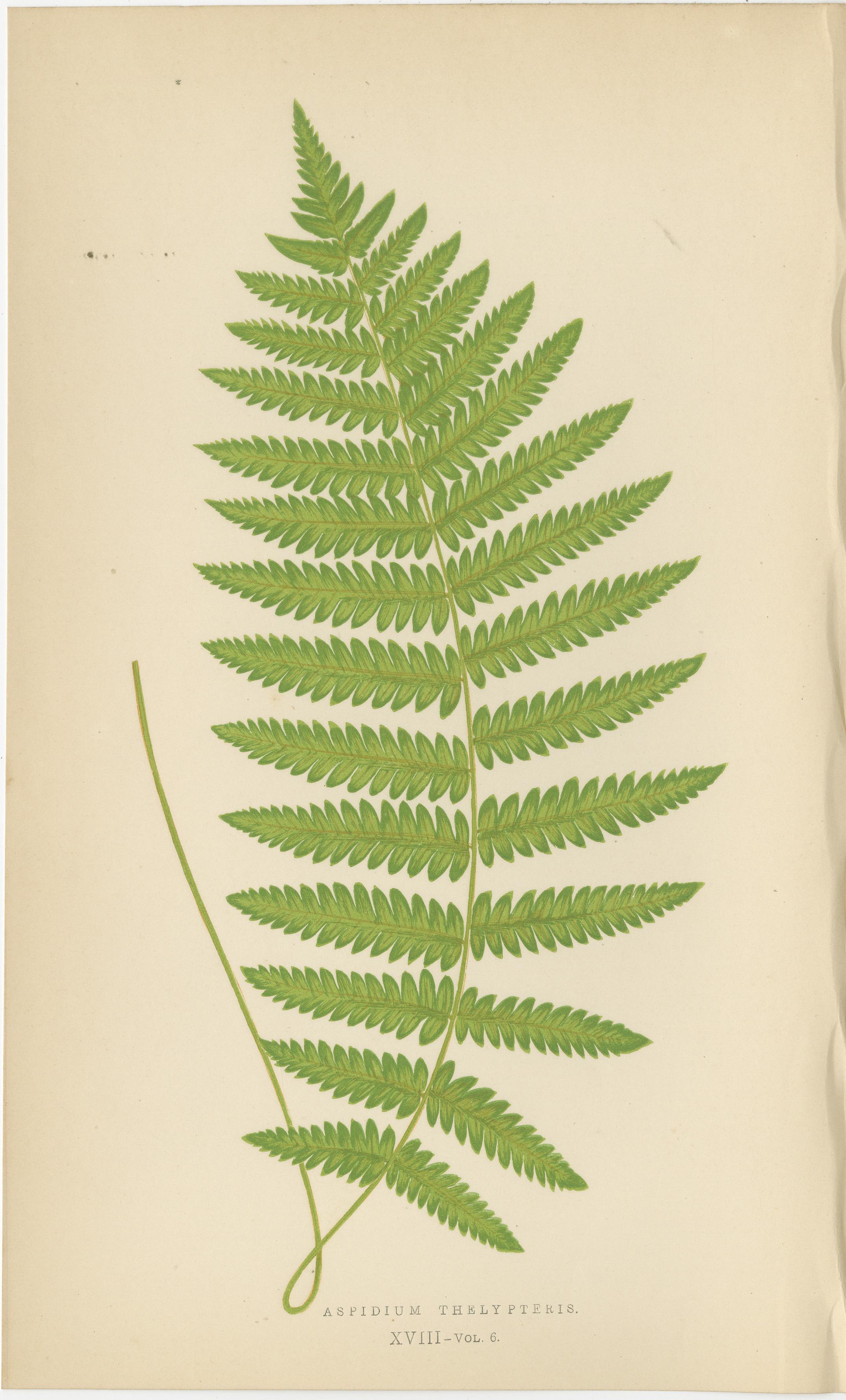 Antike handkolorierte Farndrucke - Aspidium Aculeatum, Oreopteris & Thelypteris (Mittleres 19. Jahrhundert) im Angebot