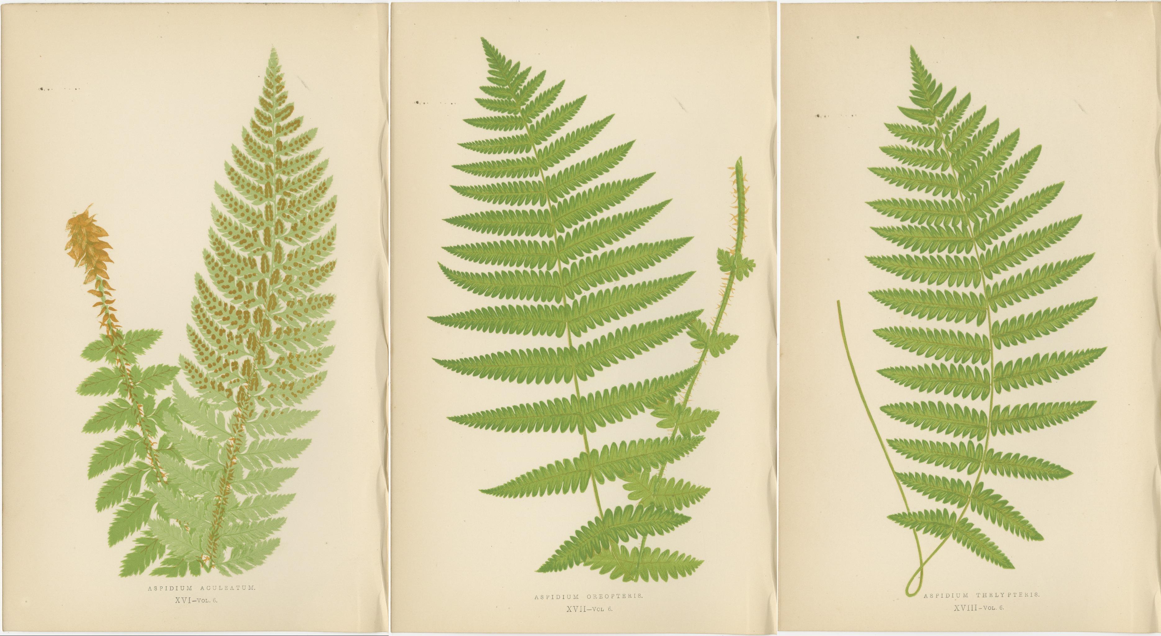 Antike handkolorierte Farndrucke - Aspidium Aculeatum, Oreopteris & Thelypteris (Papier) im Angebot