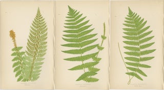 Antique Hand-Colored Fern Prints - Aspidium Aculeatum, Oreopteris & Thelypteris, view 5