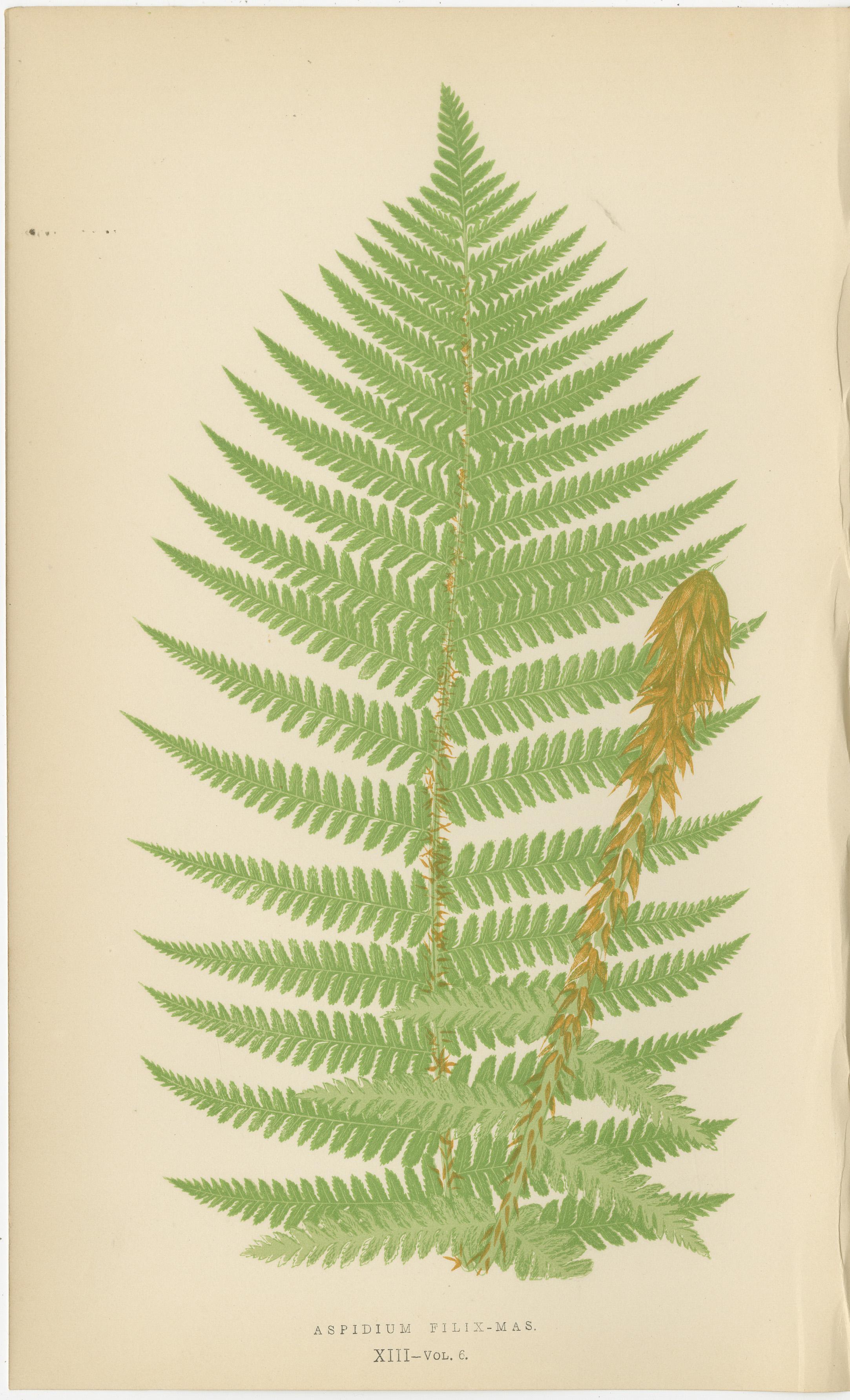 Gravures anciennes de fougères colorées à la main - Espèces d'Aspidium - Art botanique du 19e siècle

Cet ensemble rare de trois gravures de fougères colorées à la main présente des illustrations détaillées de diverses espèces d'**Aspidium**. Ces