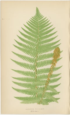 Antique Hand-Colored Fern Prints - Aspidium Filix-Mas Series, Botanical Art 1868