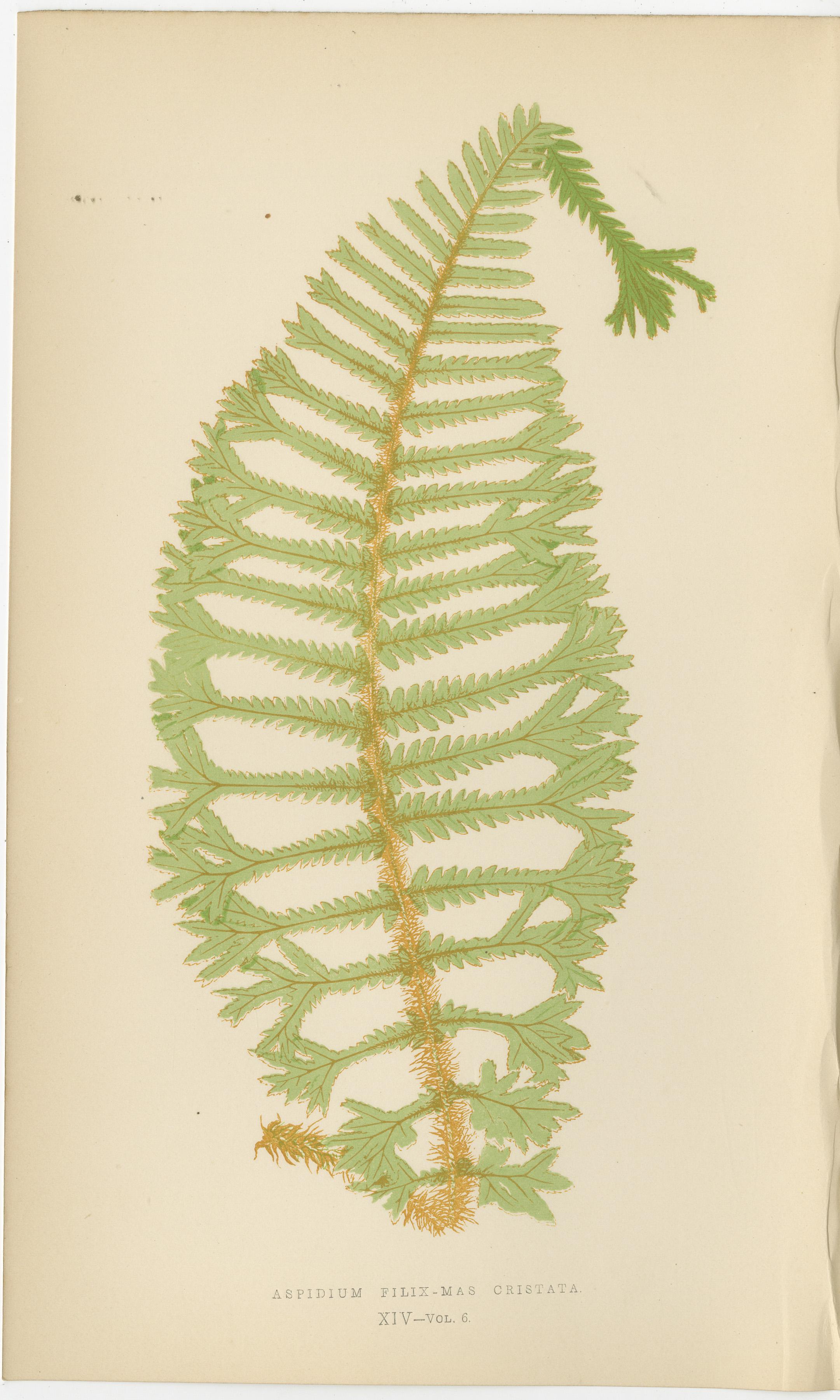 Anciennes gravures de fougères colorées à la main - Aspidium Filix-Mas Series, Botanical Art 1868 Bon état - En vente à Langweer, NL