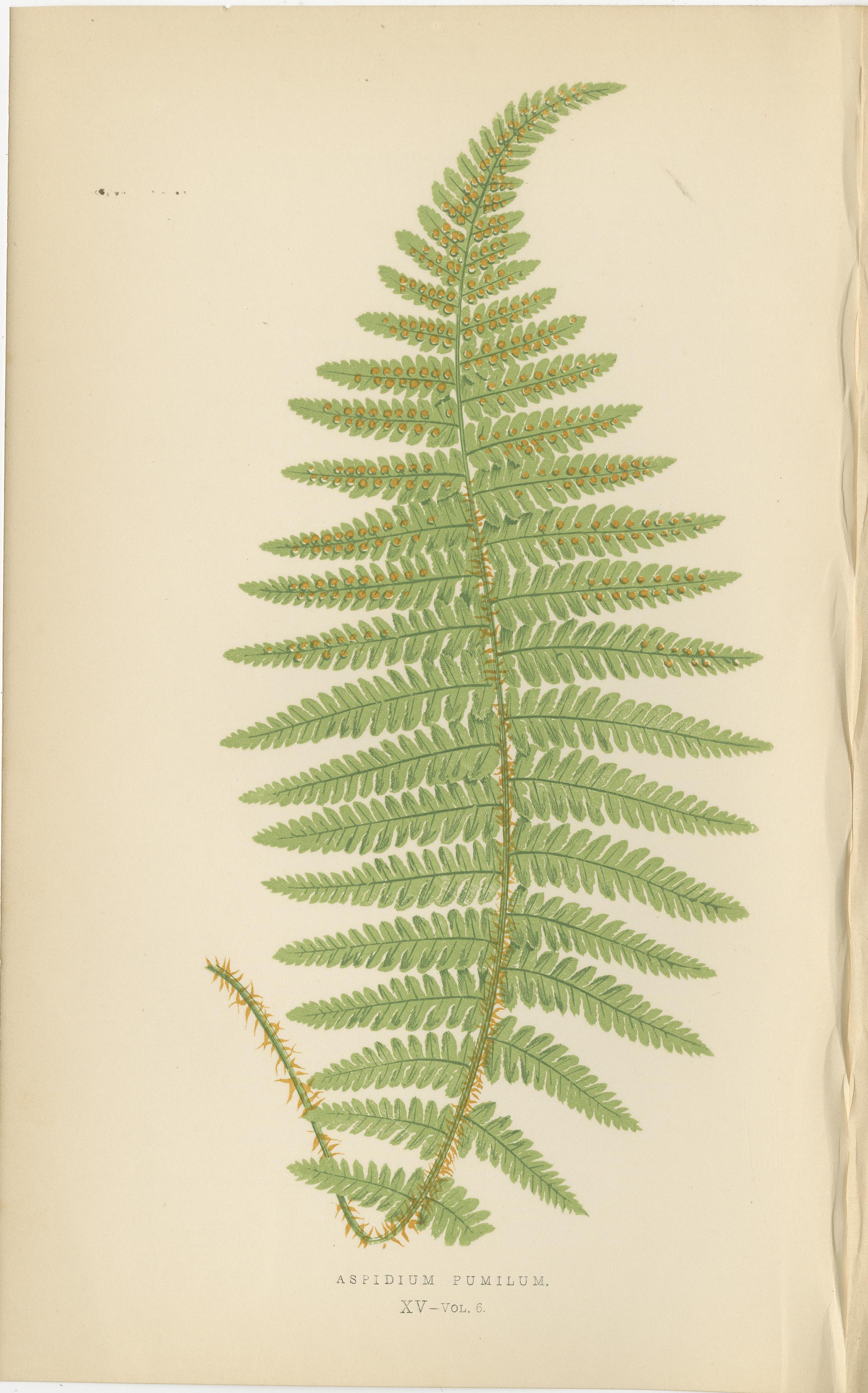 Milieu du XIXe siècle Anciennes gravures de fougères colorées à la main - Aspidium Filix-Mas Series, Botanical Art 1868 en vente