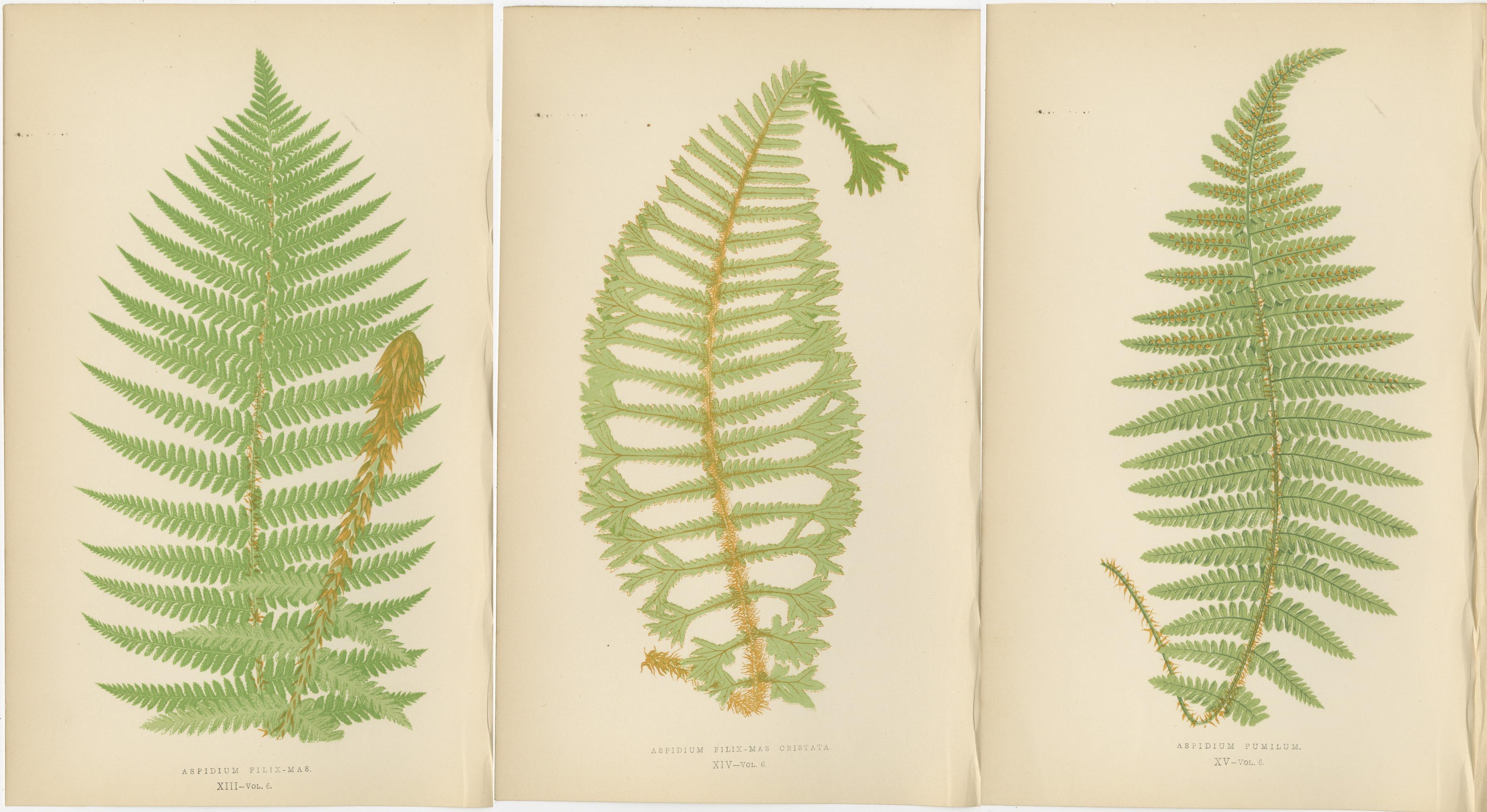 Papier Anciennes gravures de fougères colorées à la main - Aspidium Filix-Mas Series, Botanical Art 1868 en vente