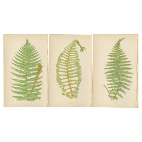 Antique Hand-Colored Fern Prints - Aspidium Filix-Mas Series, Botanical Art 1868