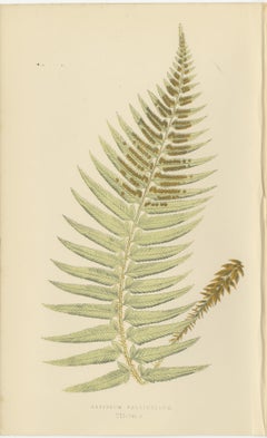Antique Hand-Colored Fern Prints - Aspidium Species - 19th Century Botanical Art