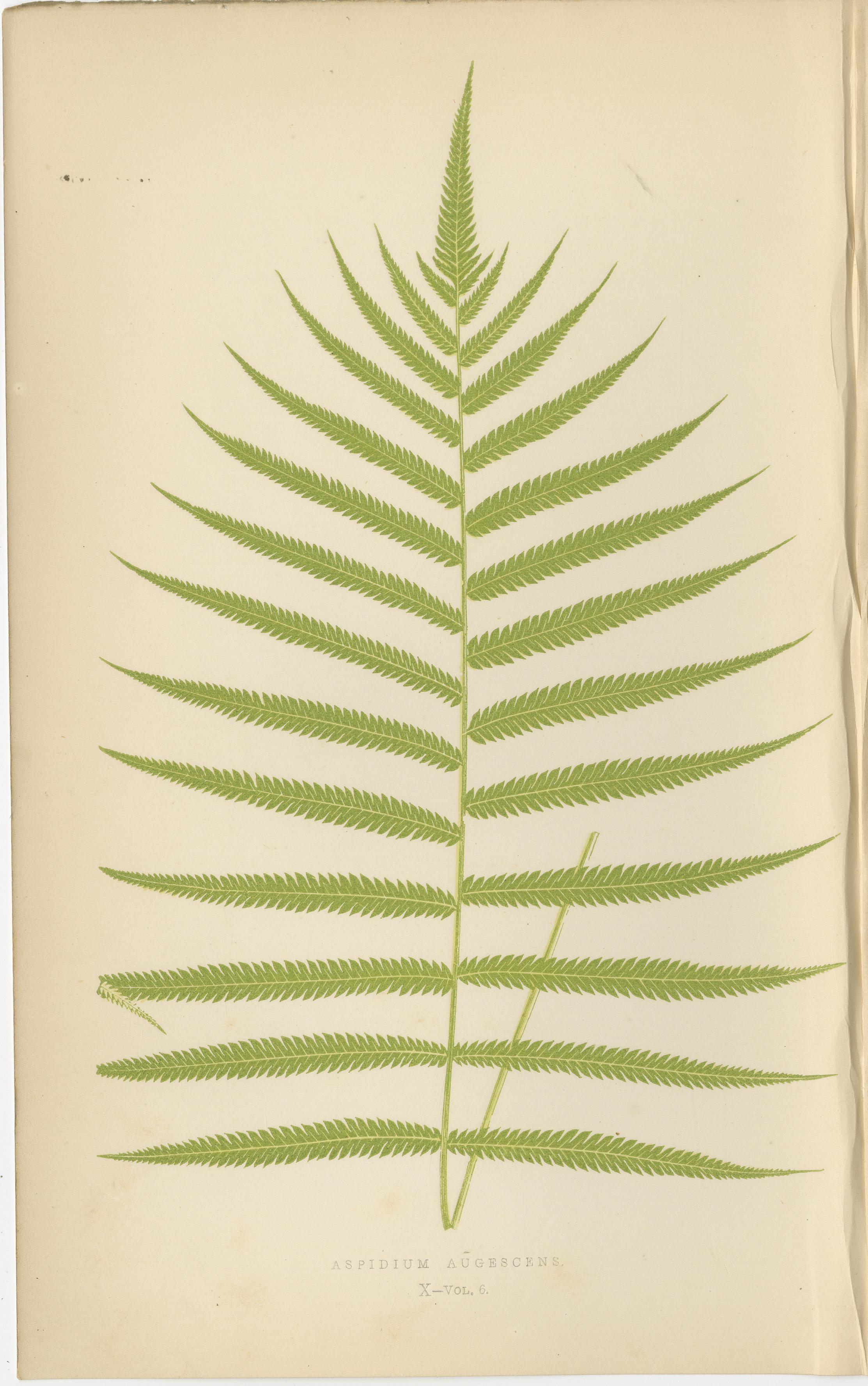 Antike handkolorierte Farn-Drucke - Aspidium-Arten - Botanische Kunst des 19.

Dieser seltene Satz von drei handkolorierten Farndrucken zeigt detaillierte Illustrationen von verschiedenen Arten von **Aspidium**. Diese botanischen Drucke sind Teil