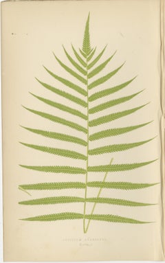 Antique Hand-Colored Fern Prints - Aspidium Species - 19th Century Botanical Art