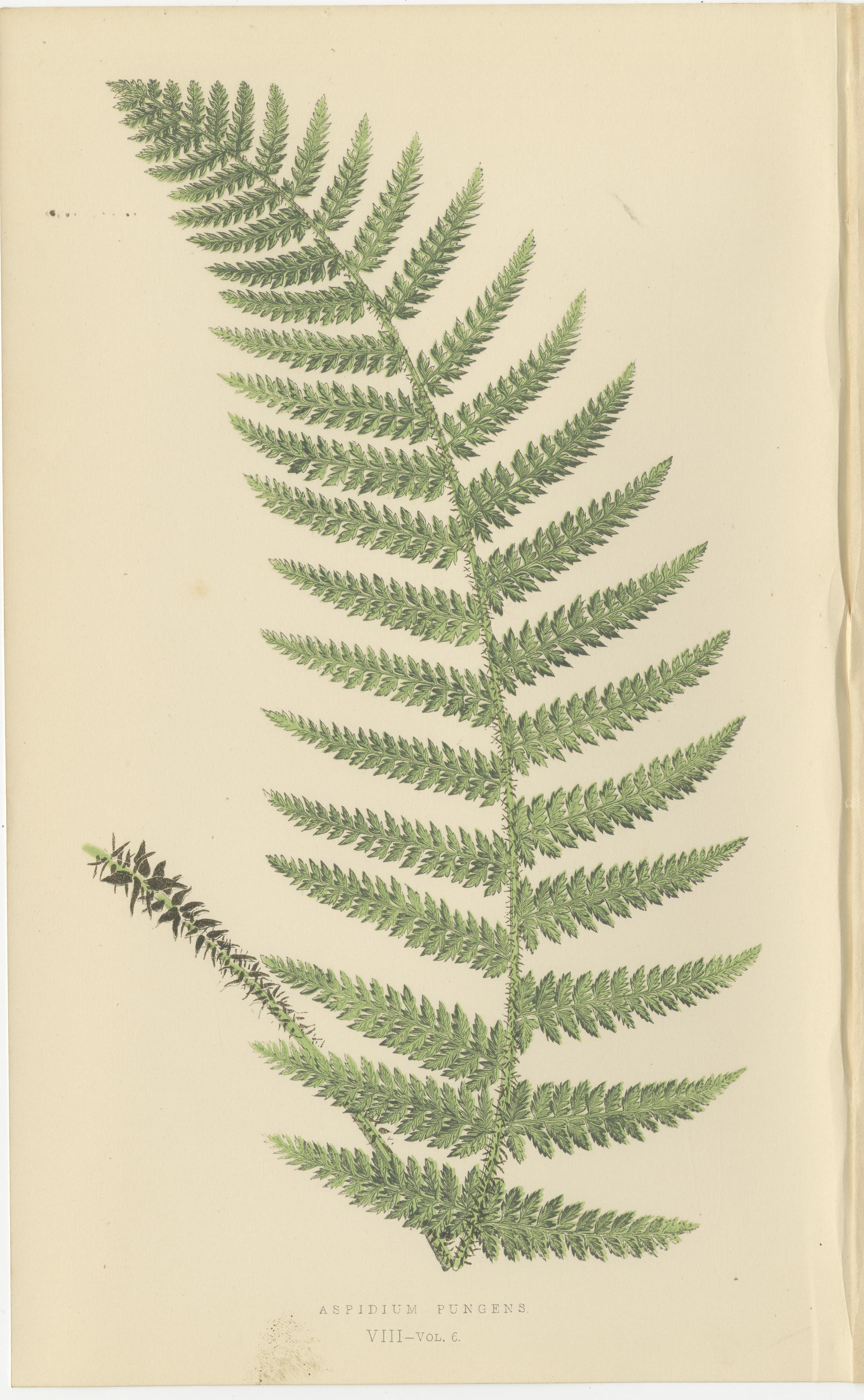Antike handkolorierte Farn-Drucke - Aspidium-Arten - Botanische Kunst des 19. im Zustand „Gut“ im Angebot in Langweer, NL
