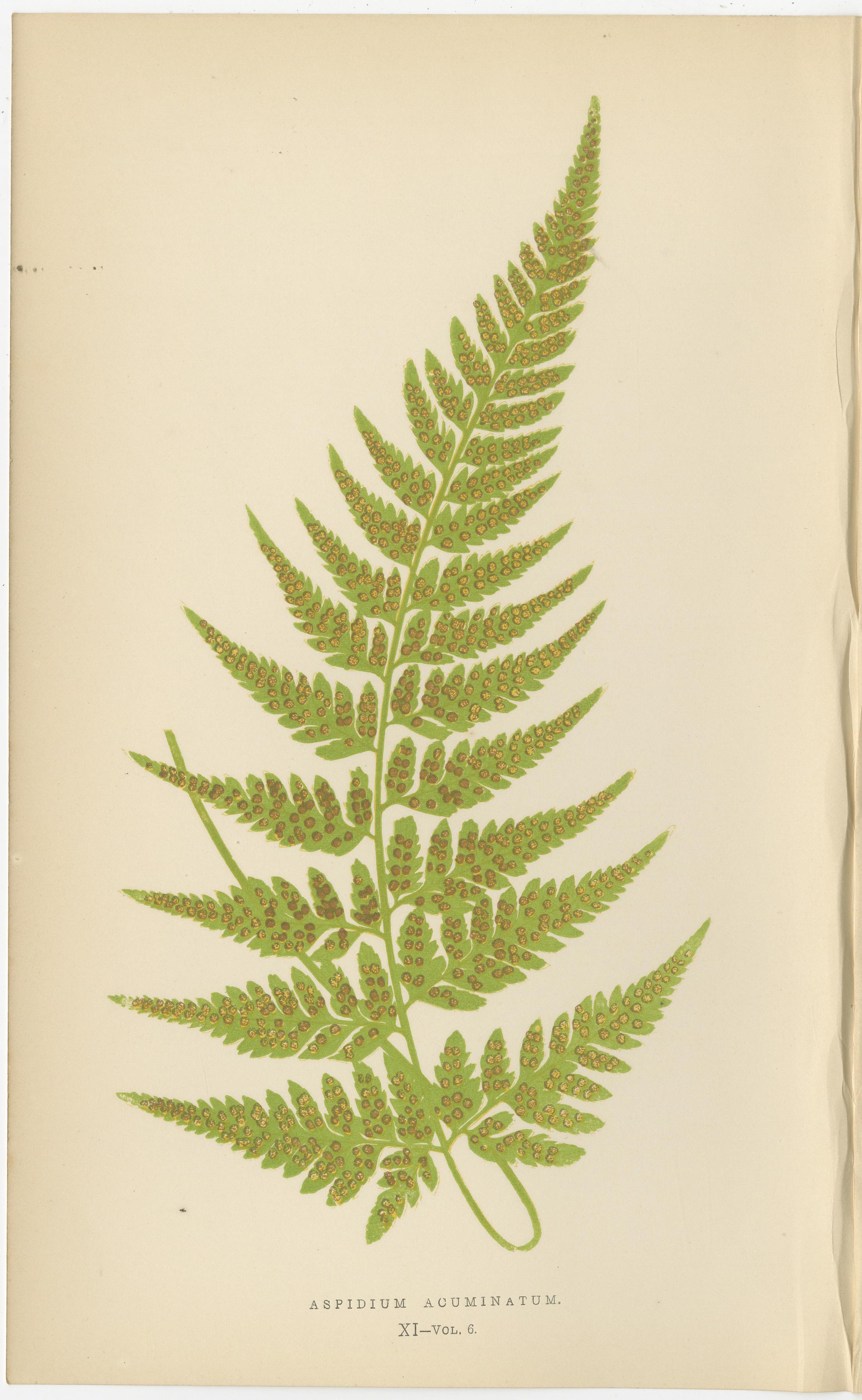 Antike handkolorierte Farn-Drucke - Aspidium-Arten - Botanische Kunst des 19. im Zustand „Gut“ im Angebot in Langweer, NL