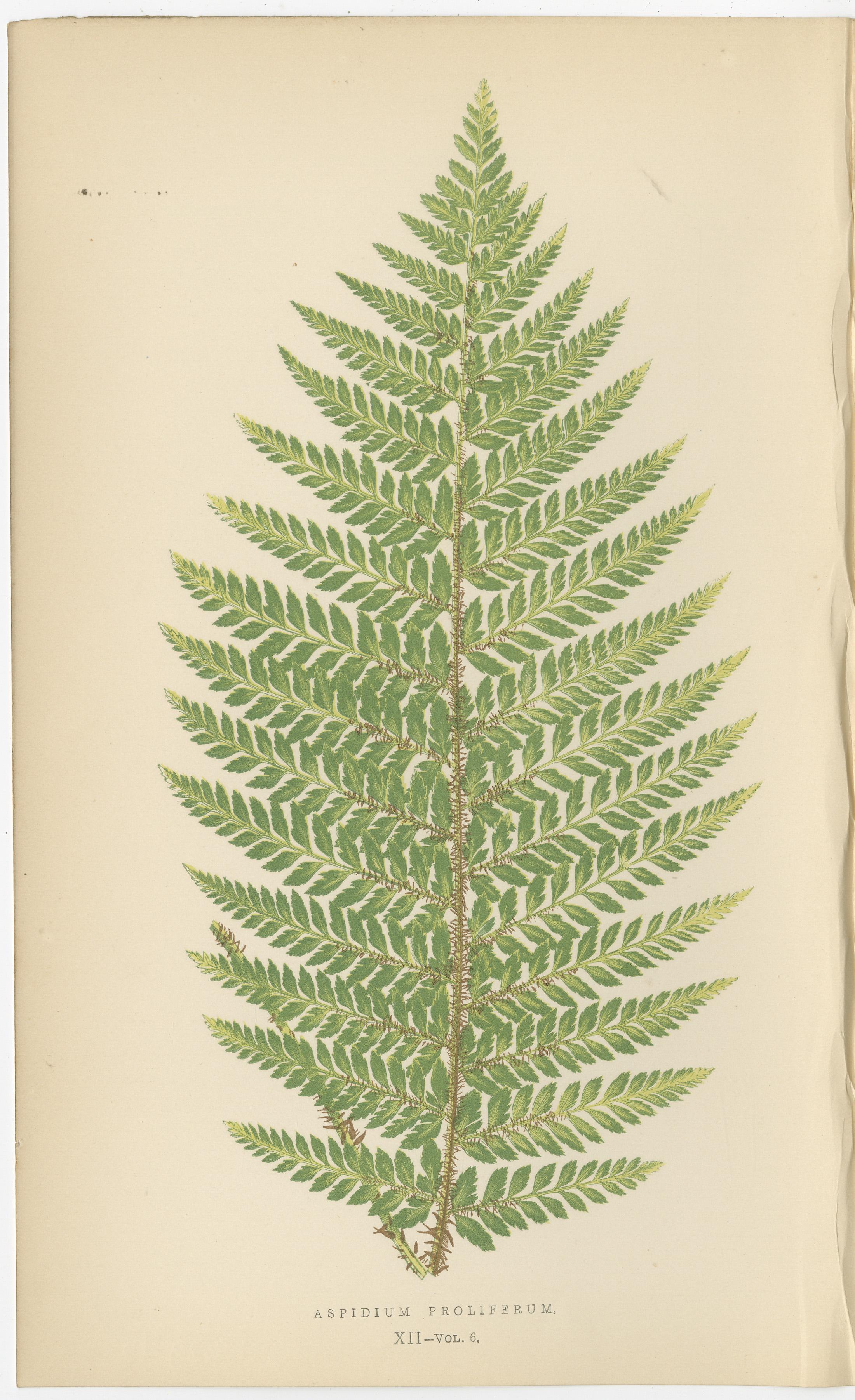 Antike handkolorierte Farn-Drucke - Aspidium-Arten - Botanische Kunst des 19. (Mittleres 19. Jahrhundert) im Angebot