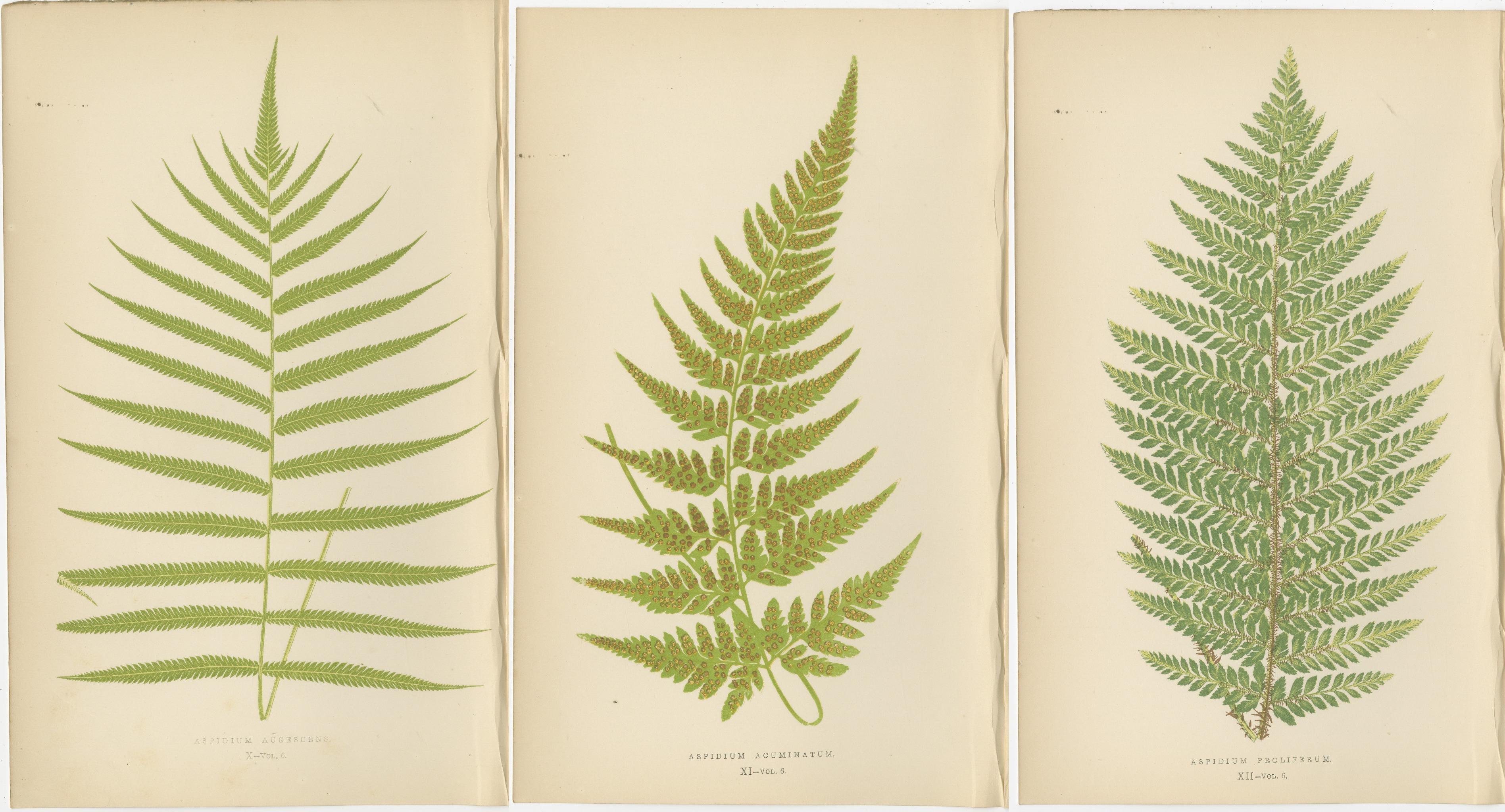 Antike handkolorierte Farn-Drucke - Aspidium-Arten - Botanische Kunst des 19. (Papier) im Angebot