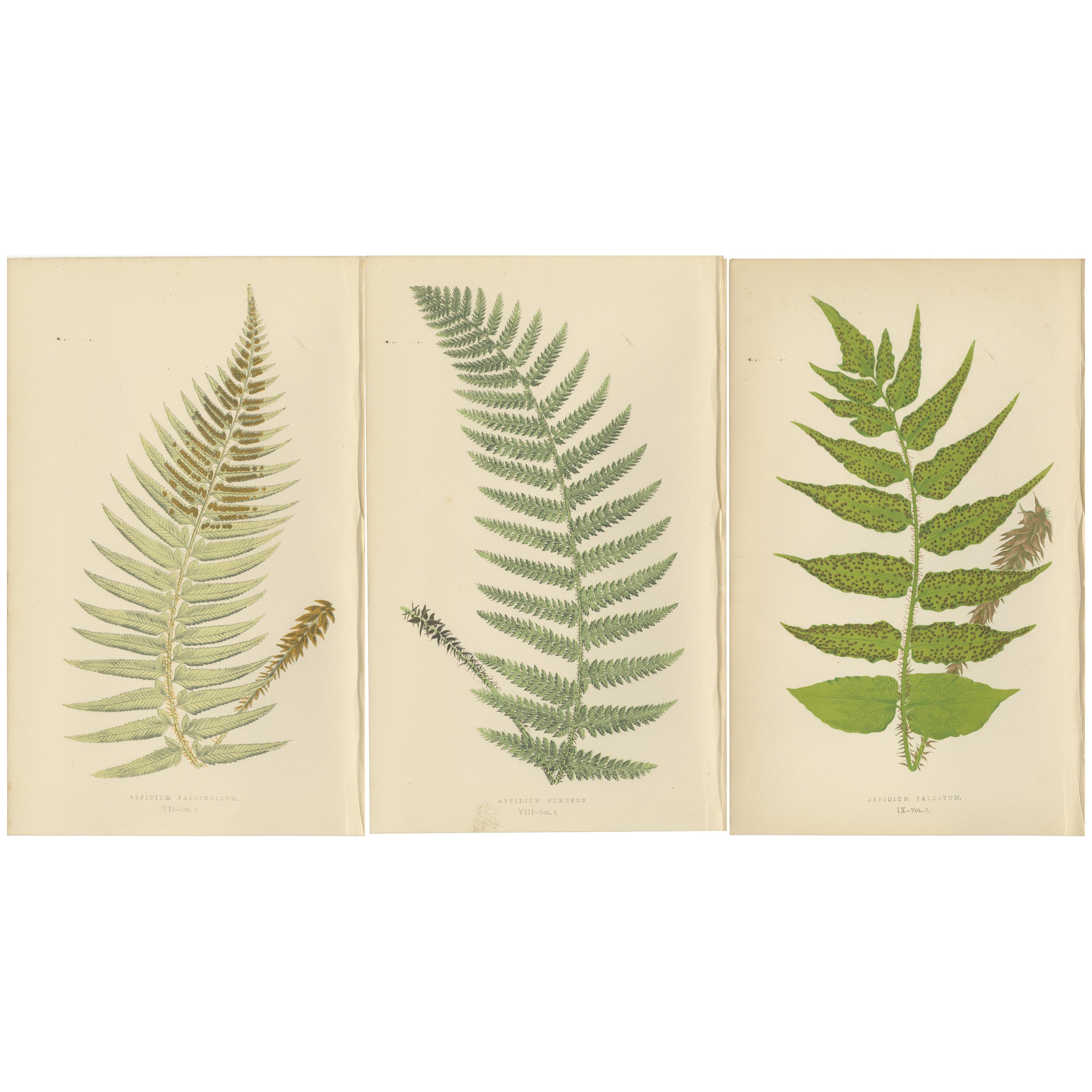 Antique Hand-Colored Fern Prints - Aspidium Species - 19th Century Botanical Art