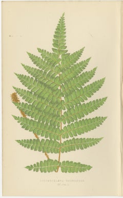 Antique Hand-Colored Fern Prints - Didymochlaena, Aspidium - 19th Century
