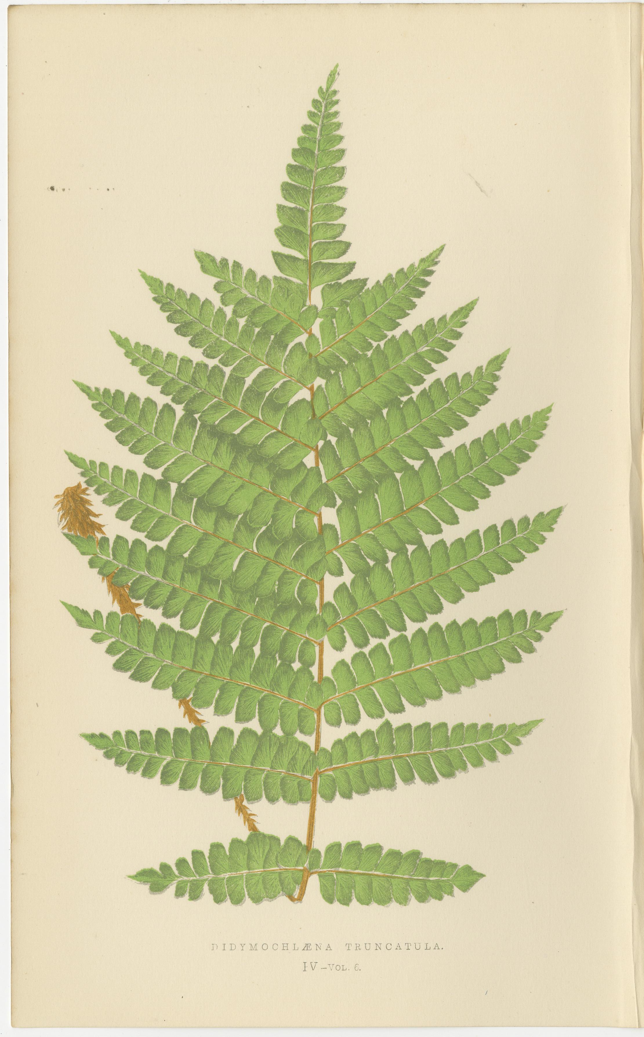 Paper Antique Hand-Colored Fern Prints - Didymochlaena, Aspidium - 19th Century For Sale