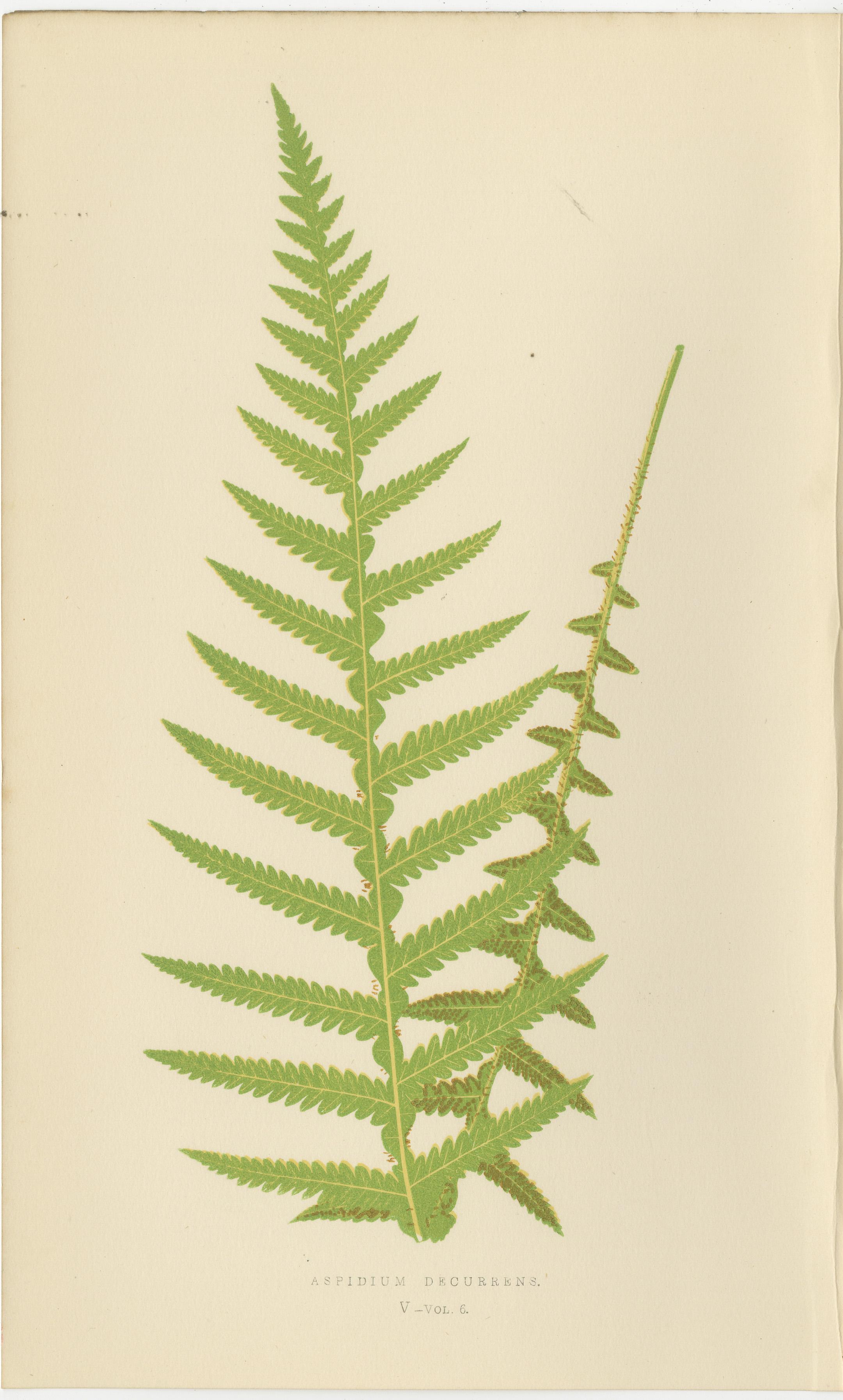 Antique Hand-Colored Fern Prints - Didymochlaena, Aspidium - 19th Century For Sale 1