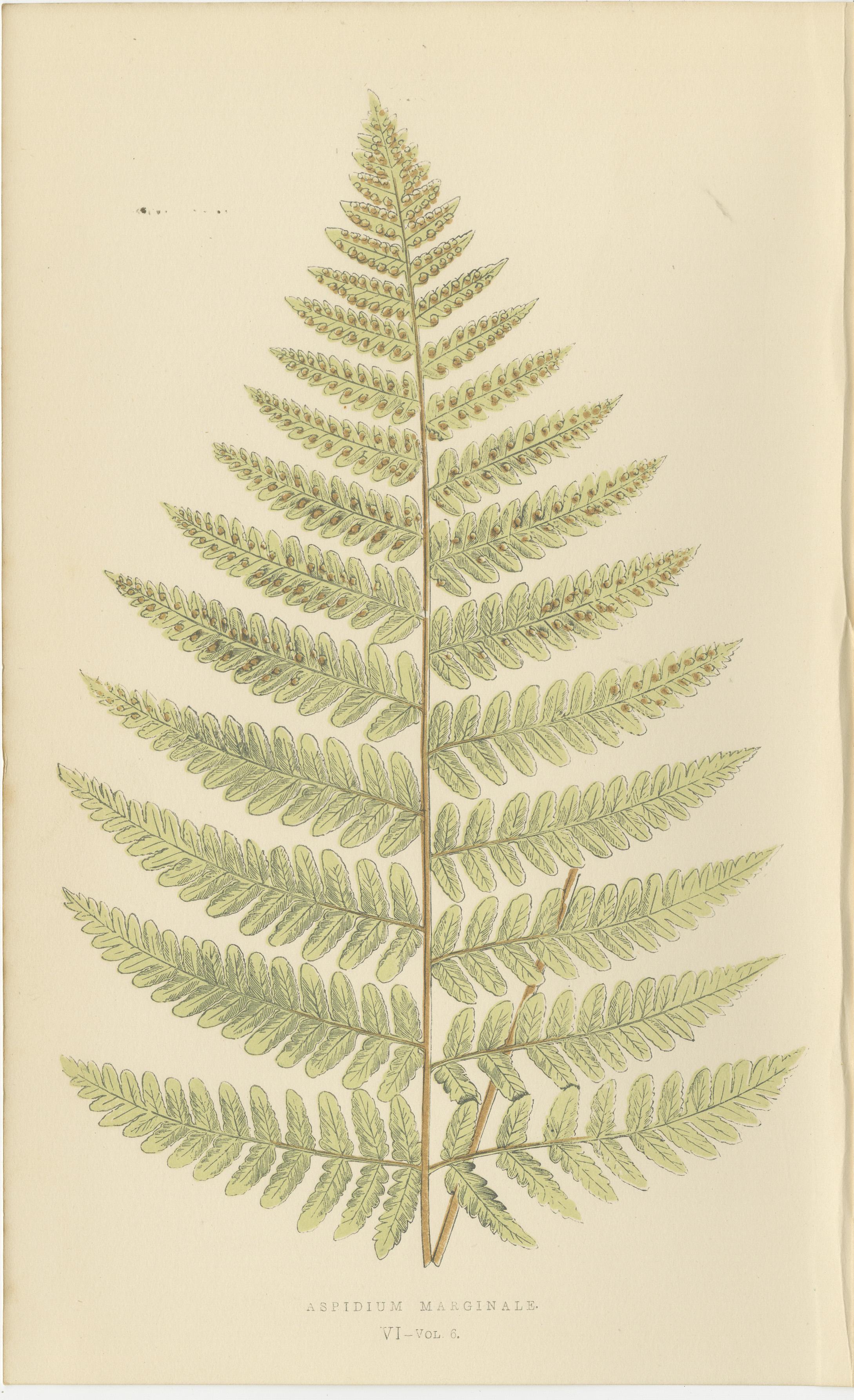 Antique Hand-Colored Fern Prints - Didymochlaena, Aspidium - 19th Century For Sale 2