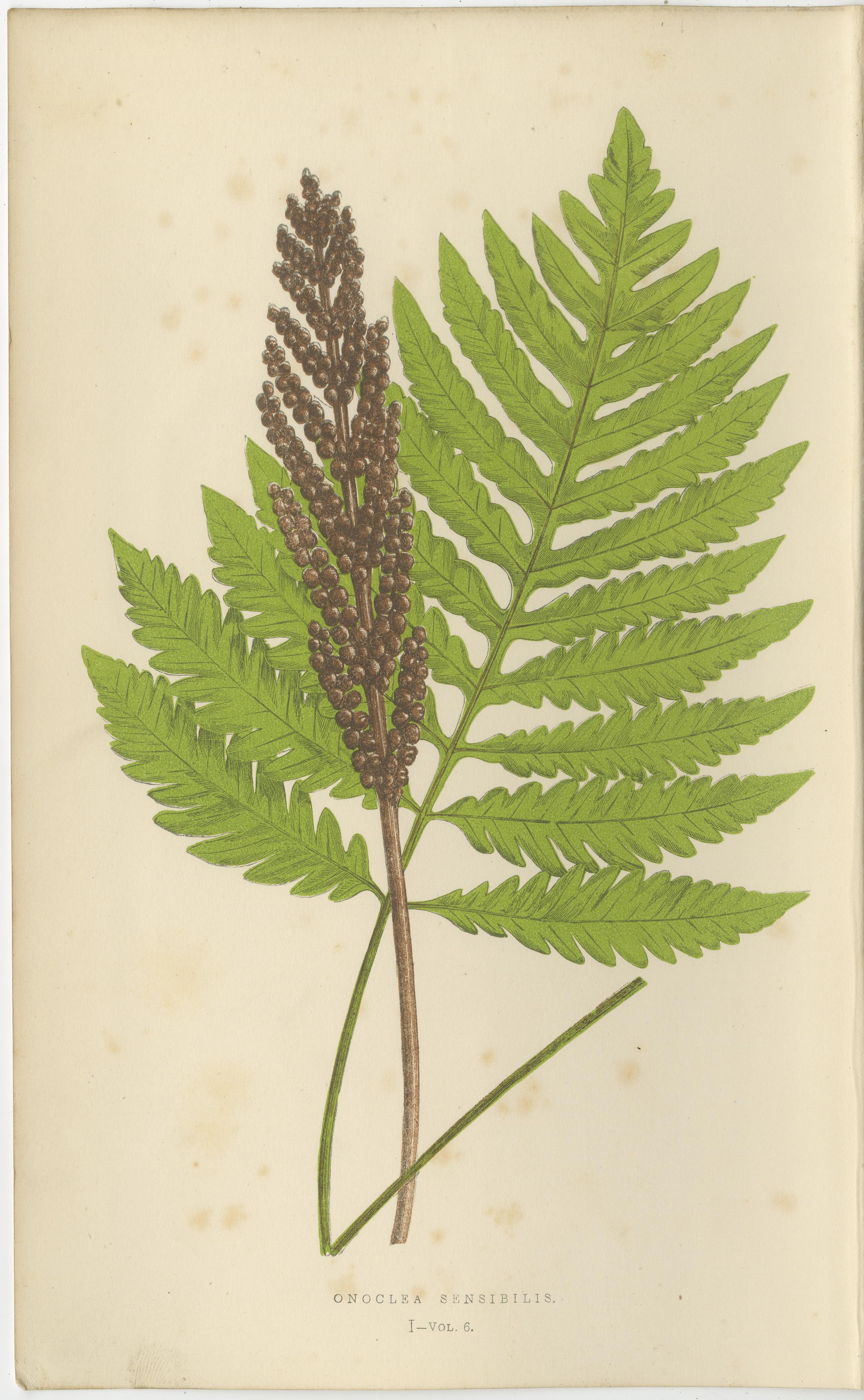 Title: Antique Hand-Colored Fern Prints - Onoclea, Fadyenia, Cyclopeltis - 19th Century

This beautiful set of three antique fern prints features vibrant, hand-colored illustrations of ferns, meticulously detailed to showcase both their natural