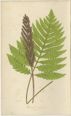 Antique Hand-Colored Fern Prints - Onoclea, Fadyenia, Cyclopeltis - 19th Century