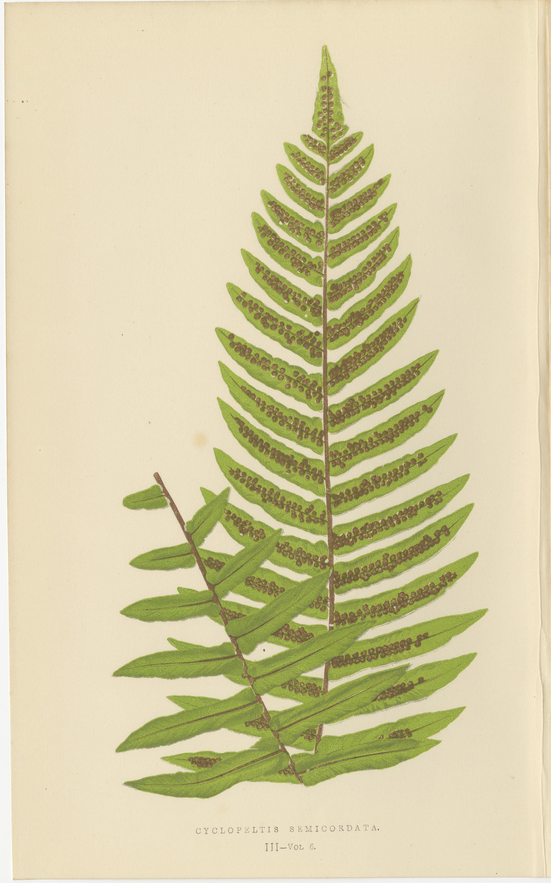Mid-19th Century Antique Hand-Colored Fern Prints - Onoclea, Fadyenia, Cyclopeltis - 19th Century For Sale