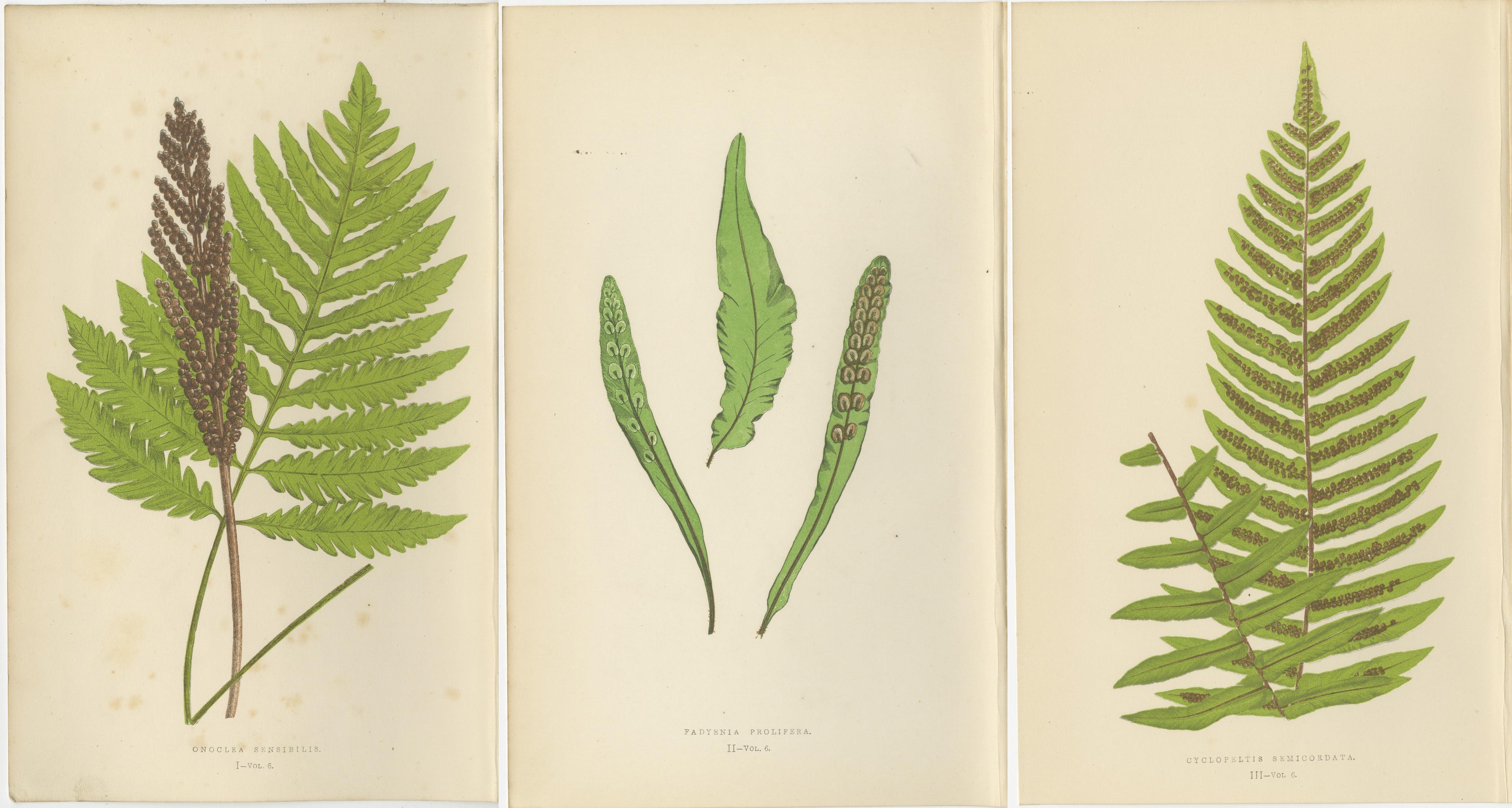 Paper Antique Hand-Colored Fern Prints - Onoclea, Fadyenia, Cyclopeltis - 19th Century For Sale