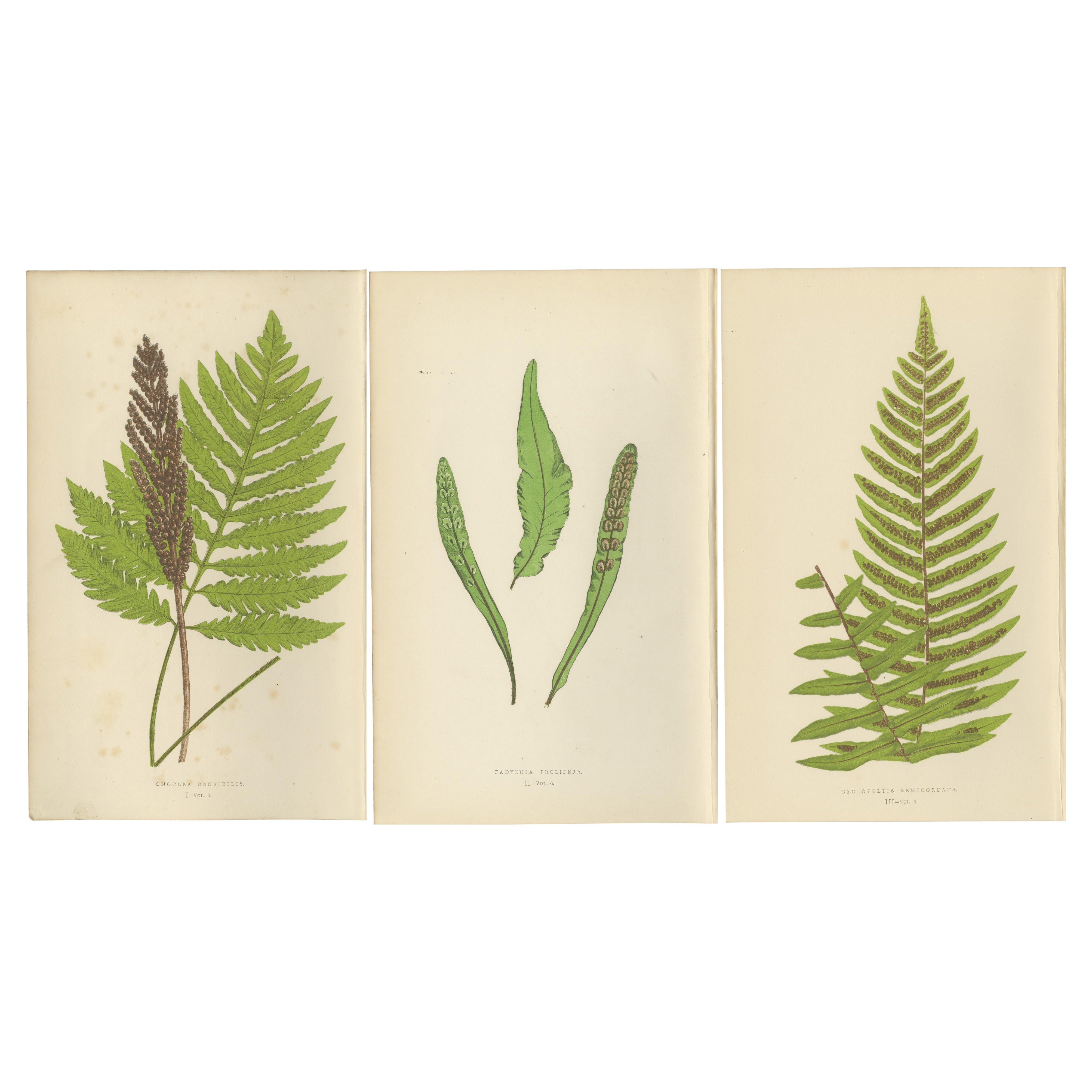 Antique Hand-Colored Fern Prints - Onoclea, Fadyenia, Cyclopeltis - 19th Century
