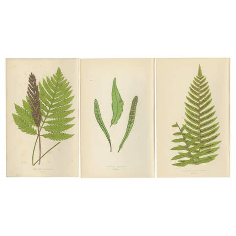 Antique Hand-Colored Fern Prints - Onoclea, Fadyenia, Cyclopeltis - 19th Century