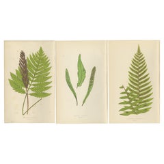 Antique Hand-Colored Fern Prints - Onoclea, Fadyenia, Cyclopeltis - 19th Century