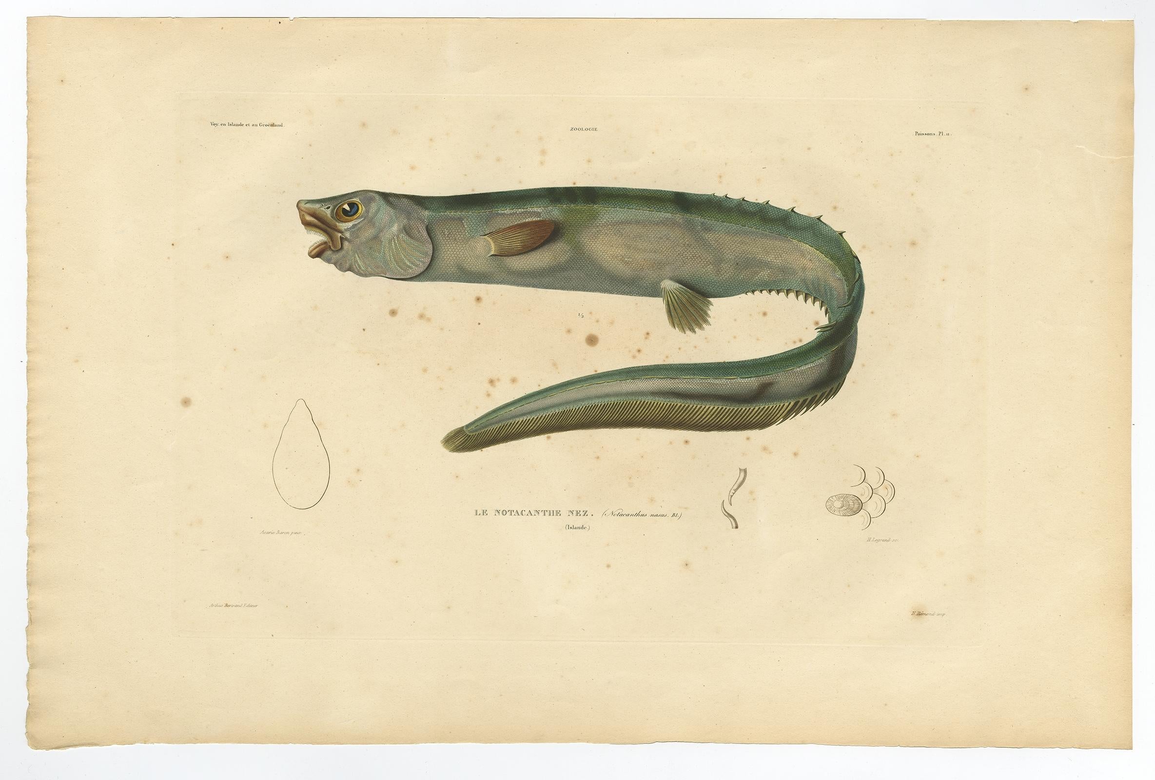 Antique print, titled: 'Poissons Plate 11 - Le Notacanthe Nez (Notacanthus nasus).' - This rare plate shows the snub-nosed spiny eel (Notacanthus chemnitzii). From: 'Voyage en Islande et au Groenland' by M. Paul Gaimard, published in Paris