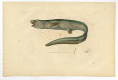 Ancienne gravure de poisson colorée à la main de l'anguille épineuse au nez retroussé, 1842
