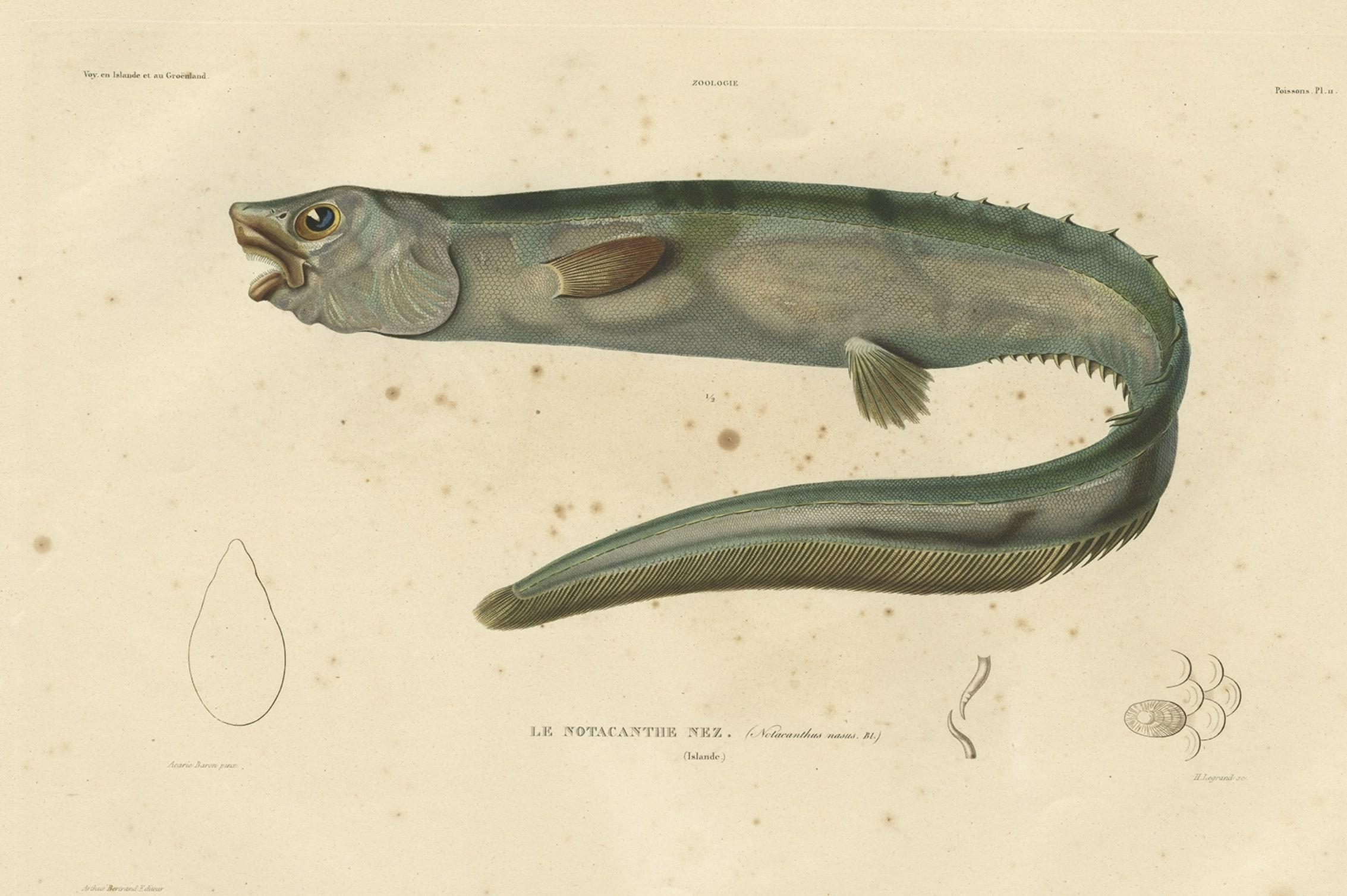 Antiker handkolorierter Fischdruck des schnupflaschenförmigen Spinaals, 1842 im Zustand „Gut“ im Angebot in Langweer, NL