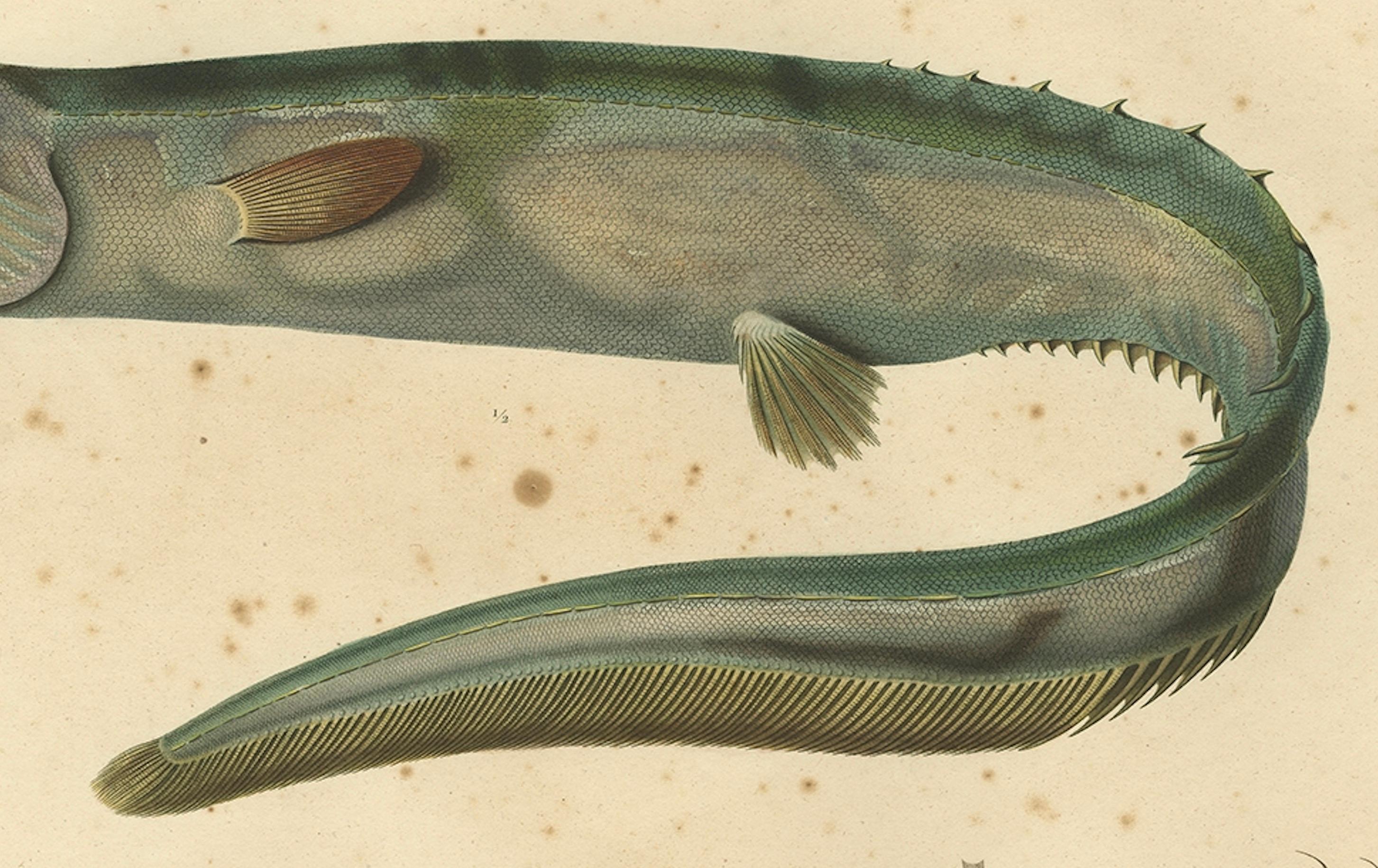 Antiker handkolorierter Fischdruck des schnupflaschenförmigen Spinaals, 1842 (Mittleres 19. Jahrhundert) im Angebot