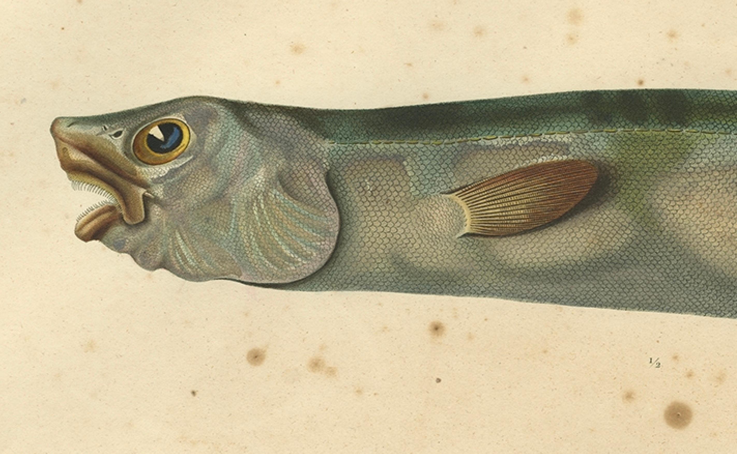 Antiker handkolorierter Fischdruck des schnupflaschenförmigen Spinaals, 1842 (Papier) im Angebot