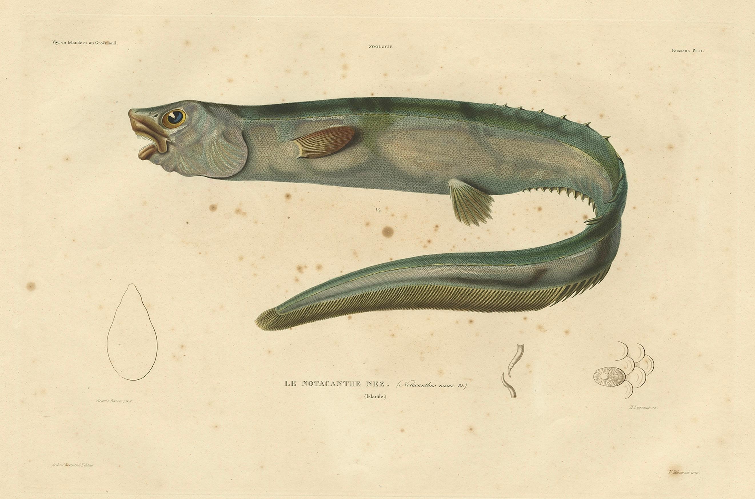 Antiker handkolorierter Fischdruck des schnupflaschenförmigen Spinaals, 1842 im Angebot 2