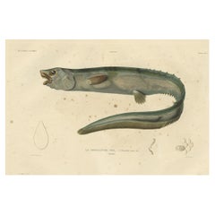 Antique Hand-Colored Fish Print of the Snub-Nosed Spiny Eel, 1842
