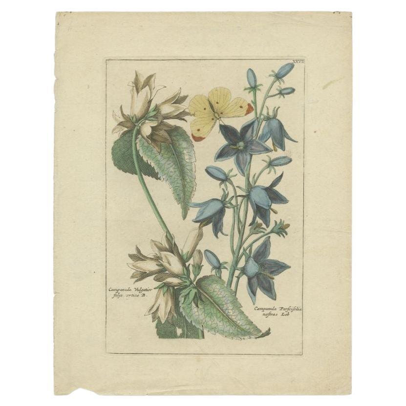 Untitled antique botany print of Campanula vulgatior and Campanula perscifolia, two campanula plants. This print originates from 'Nederlandsch Bloemwerk' by J.B. Elwe. This work showcases the very most spectacular tulips, hyacinths, narcissus,