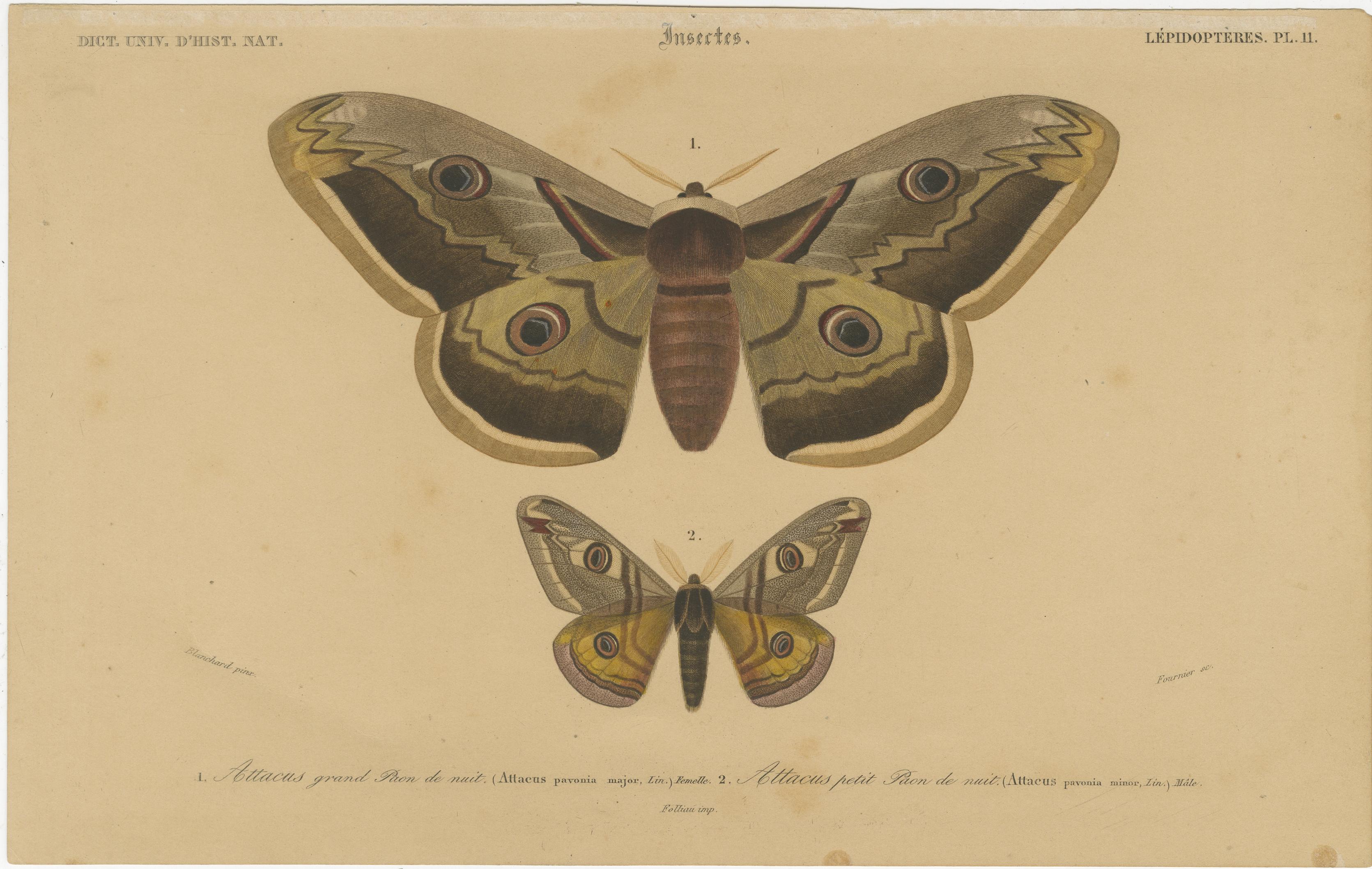 Titel: Antike handkolorierte Motten- und Schmetterlingsdrucke von Blanchard und Fournier - seltene naturkundliche Illustrationen aus dem 19.

Dieses Set aus zwei exquisiten antiken Drucken zeigt detaillierte handkolorierte Gravuren von Motten und